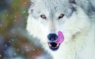 Европейский суд поддерживает строгий запрет на охоту на волков в Австрии