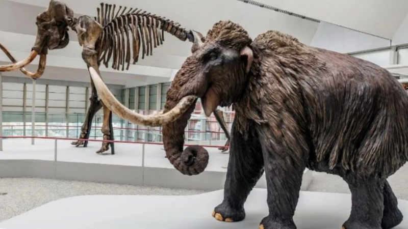 Безпрецедентное открытие: останки мамонтов возрастом 40 000 лет найдены в винодельне