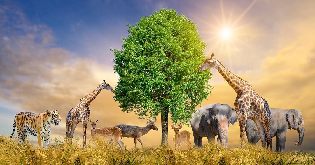 Отчет ООН подчеркивает продолжающуюся незаконную торговлю животными