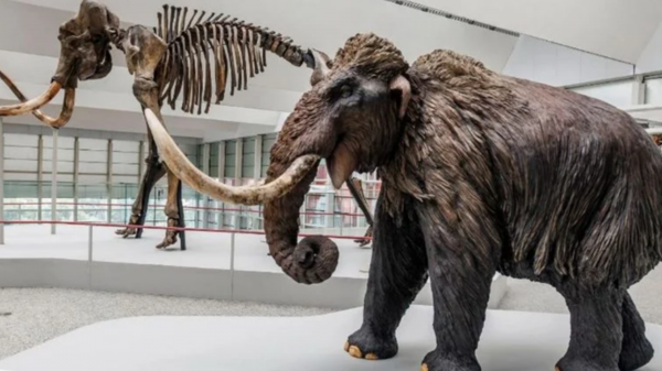 Безпрецедентное открытие: останки мамонтов возрастом 40 000 лет найдены в винодельне