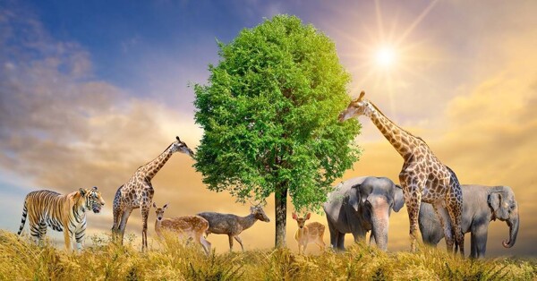 Отчет ООН подчеркивает продолжающуюся незаконную торговлю животными